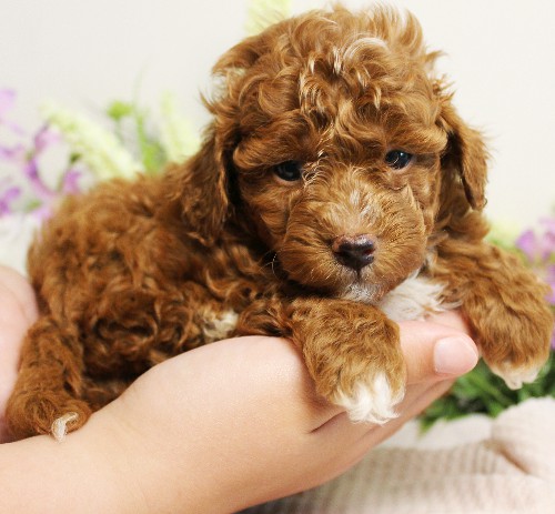 puppy, for, sale, Toy Poodle, Melvin  Fisher, dog, breeder, Coatesville, PA, dog-breeder, puppy-for-sale, forsale, nearby, find, puppyfind, locator, puppylocator, aca