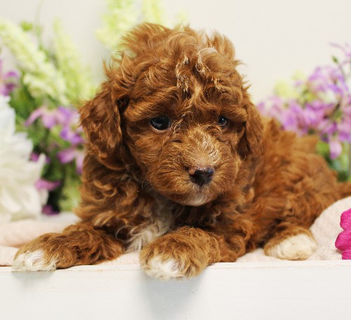 puppy, for, sale, Toy Poodle, Melvin  Fisher, dog, breeder, Coatesville, PA, dog-breeder, puppy-for-sale, forsale, nearby, find, puppyfind, locator, puppylocator, aca