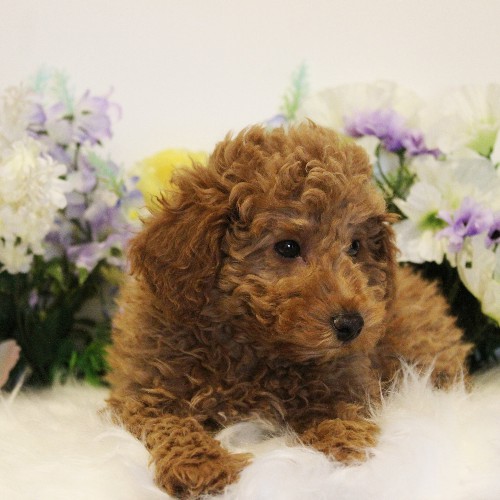 puppy, for, sale, Toy Poodle, Melvin  Fisher, dog, breeder, Coatesville, PA, dog-breeder, puppy-for-sale, forsale, nearby, find, puppyfind, locator, puppylocator, aca