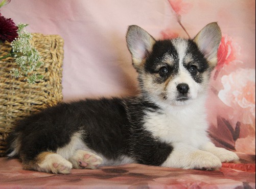 puppy, for, sale, Pembroke Welsh Corgi, Melvin  Fisher, dog, breeder, Coatesville, PA, dog-breeder, puppy-for-sale, forsale, nearby, find, puppyfind, locator, puppylocator, aca