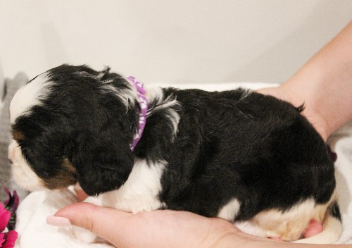 puppy, for, sale, Miniature Bernese Mountain Dog, Melvin  Fisher, dog, breeder, Coatesville, PA, dog-breeder, puppy-for-sale, forsale, nearby, find, puppyfind, locator, puppylocator, aca