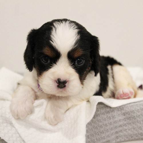 puppy, for, sale, Miniature Bernese Mountain Dog, Melvin  Fisher, dog, breeder, Coatesville, PA, dog-breeder, puppy-for-sale, forsale, nearby, find, puppyfind, locator, puppylocator, aca
