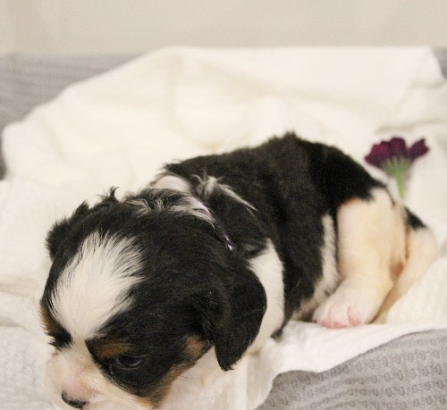 puppy, for, sale, Miniature Bernese Mountain Dog, Melvin  Fisher, dog, breeder, Coatesville, PA, dog-breeder, puppy-for-sale, forsale, nearby, find, puppyfind, locator, puppylocator, aca