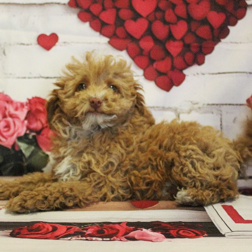 puppy, for, sale, Toy Poodle, Melvin  Fisher, dog, breeder, Coatesville, PA, dog-breeder, puppy-for-sale, forsale, nearby, find, puppyfind, locator, puppylocator, aca