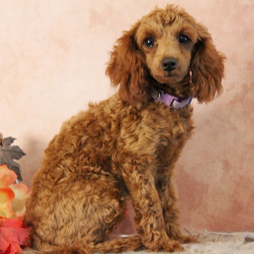 puppy, for, sale, Toy Poodle, Melvin  Fisher, dog, breeder, Coatesville, PA, dog-breeder, puppy-for-sale, forsale, nearby, find, puppyfind, locator, puppylocator, aca