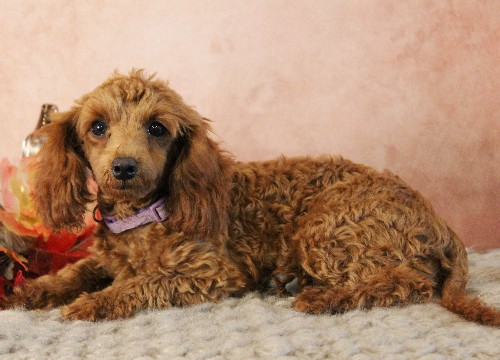puppy, for, sale, Toy Poodle, Melvin  Fisher, dog, breeder, Coatesville, PA, dog-breeder, puppy-for-sale, forsale, nearby, find, puppyfind, locator, puppylocator, aca