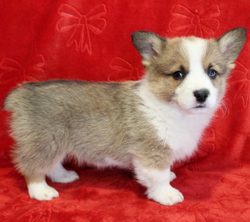 puppy, for, sale, Pembroke Welsh Corgi, Melvin  Fisher, dog, breeder, Coatesville, PA, dog-breeder, puppy-for-sale, forsale, nearby, find, puppyfind, locator, puppylocator, aca