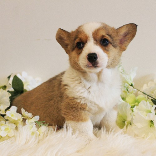 puppy, for, sale, Pembroke Welsh Corgi, Melvin  Fisher, dog, breeder, Coatesville, PA, dog-breeder, puppy-for-sale, forsale, nearby, find, puppyfind, locator, puppylocator, aca