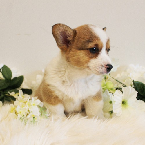 puppy, for, sale, Pembroke Welsh Corgi, Melvin  Fisher, dog, breeder, Coatesville, PA, dog-breeder, puppy-for-sale, forsale, nearby, find, puppyfind, locator, puppylocator, aca