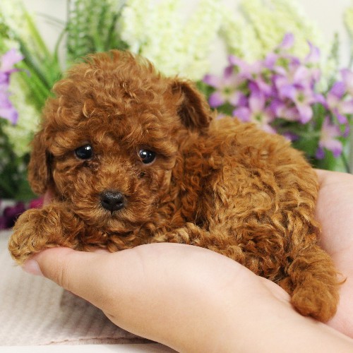 puppy, for, sale, Toy Poodle, Melvin  Fisher, dog, breeder, Coatesville, PA, dog-breeder, puppy-for-sale, forsale, nearby, find, puppyfind, locator, puppylocator, aca