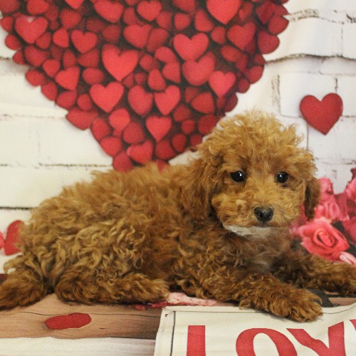 puppy, for, sale, Toy Poodle, Melvin  Fisher, dog, breeder, Coatesville, PA, dog-breeder, puppy-for-sale, forsale, nearby, find, puppyfind, locator, puppylocator, aca