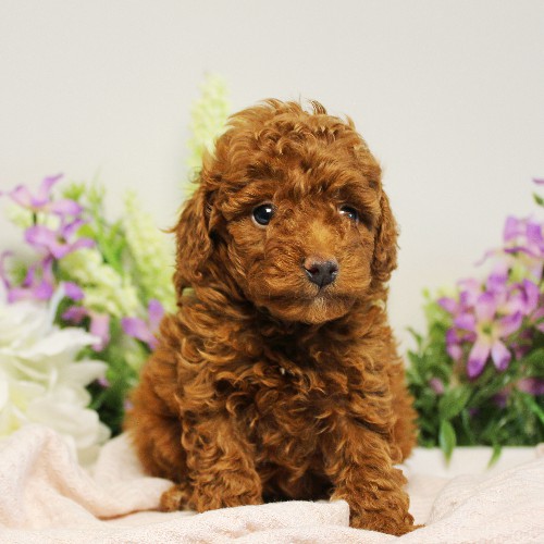 puppy, for, sale, Toy Poodle, Melvin  Fisher, dog, breeder, Coatesville, PA, dog-breeder, puppy-for-sale, forsale, nearby, find, puppyfind, locator, puppylocator, aca