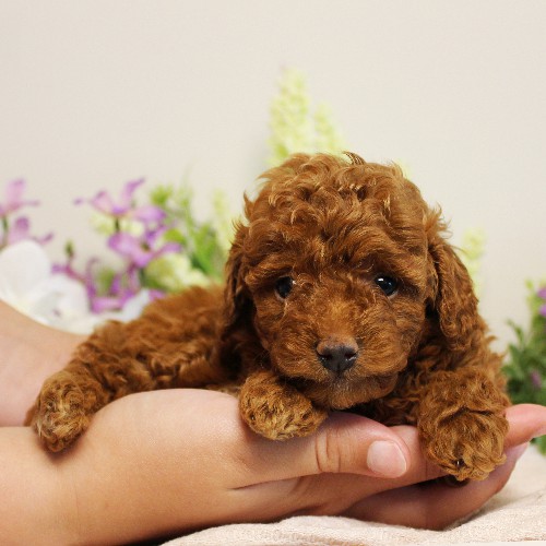 puppy, for, sale, Toy Poodle, Melvin  Fisher, dog, breeder, Coatesville, PA, dog-breeder, puppy-for-sale, forsale, nearby, find, puppyfind, locator, puppylocator, aca