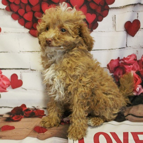 puppy, for, sale, Toy Poodle, Melvin  Fisher, dog, breeder, Coatesville, PA, dog-breeder, puppy-for-sale, forsale, nearby, find, puppyfind, locator, puppylocator, aca