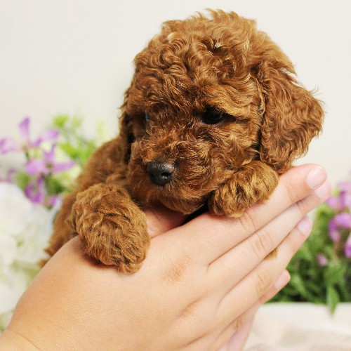puppy, for, sale, Toy Poodle, Melvin  Fisher, dog, breeder, Coatesville, PA, dog-breeder, puppy-for-sale, forsale, nearby, find, puppyfind, locator, puppylocator, aca