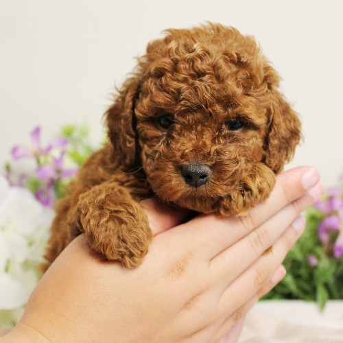 puppy, for, sale, Toy Poodle, Melvin  Fisher, dog, breeder, Coatesville, PA, dog-breeder, puppy-for-sale, forsale, nearby, find, puppyfind, locator, puppylocator, aca