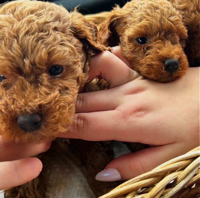 puppy, for, sale, Toy Poodle, Melvin  Fisher, dog, breeder, Coatesville, PA, dog-breeder, puppy-for-sale, forsale, nearby, find, puppyfind, locator, puppylocator, aca