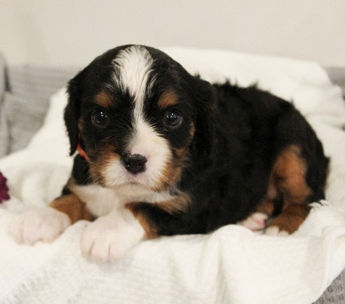 puppy, for, sale, Miniature Bernese Mountain Dog, Melvin  Fisher, dog, breeder, Coatesville, PA, dog-breeder, puppy-for-sale, forsale, nearby, find, puppyfind, locator, puppylocator, aca