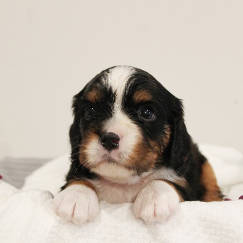 puppy, for, sale, Miniature Bernese Mountain Dog, Melvin  Fisher, dog, breeder, Coatesville, PA, dog-breeder, puppy-for-sale, forsale, nearby, find, puppyfind, locator, puppylocator, aca