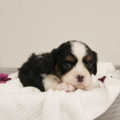puppy, for, sale, Miniature Bernese Mountain Dog, Melvin  Fisher, dog, breeder, Coatesville, PA, dog-breeder, puppy-for-sale, forsale, nearby, find, puppyfind, locator, puppylocator, aca
