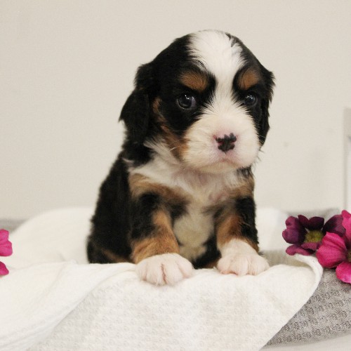 puppy, for, sale, Miniature Bernese Mountain Dog, Melvin  Fisher, dog, breeder, Coatesville, PA, dog-breeder, puppy-for-sale, forsale, nearby, find, puppyfind, locator, puppylocator, aca