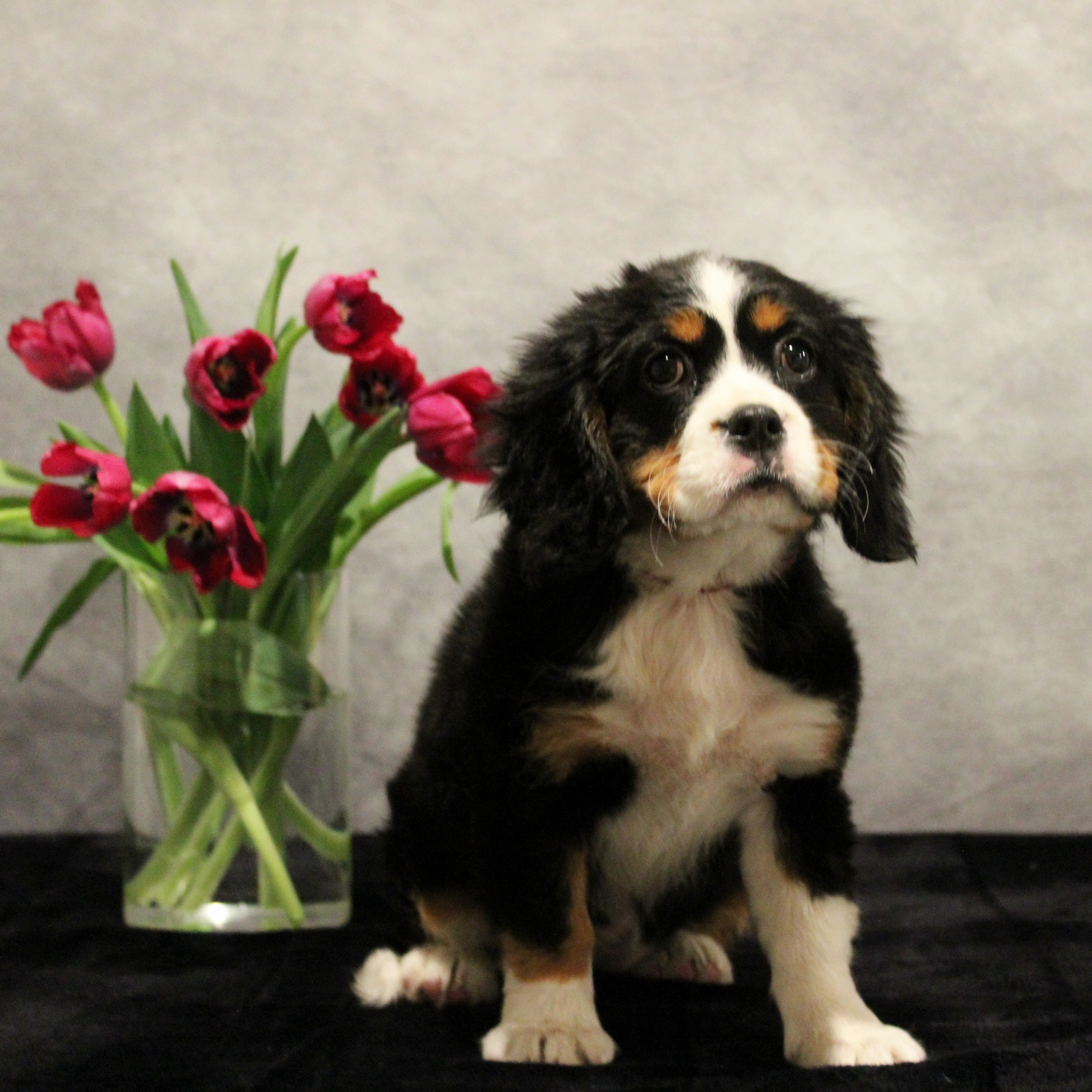 puppy, for, sale, Teacup Bernese, Melvin  Fisher, dog, breeder, Coatesville, PA, dog-breeder, puppy-for-sale, forsale, nearby, find, puppyfind, locator, puppylocator, aca