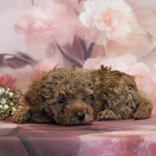 puppy, for, sale, Toy Poodle, Melvin  Fisher, dog, breeder, Coatesville, PA, dog-breeder, puppy-for-sale, forsale, nearby, find, puppyfind, locator, puppylocator, aca