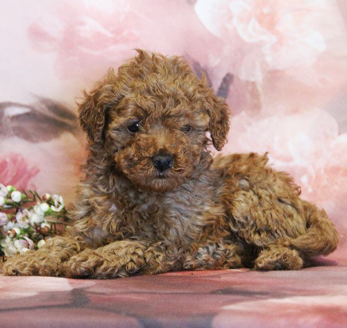 puppy, for, sale, Toy Poodle, Melvin  Fisher, dog, breeder, Coatesville, PA, dog-breeder, puppy-for-sale, forsale, nearby, find, puppyfind, locator, puppylocator, aca