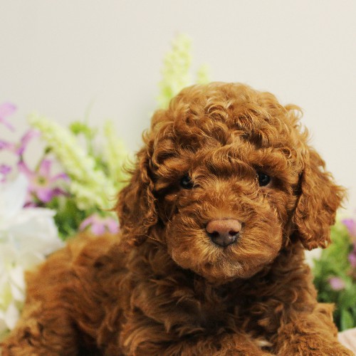 puppy, for, sale, Toy Poodle, Melvin  Fisher, dog, breeder, Coatesville, PA, dog-breeder, puppy-for-sale, forsale, nearby, find, puppyfind, locator, puppylocator, aca