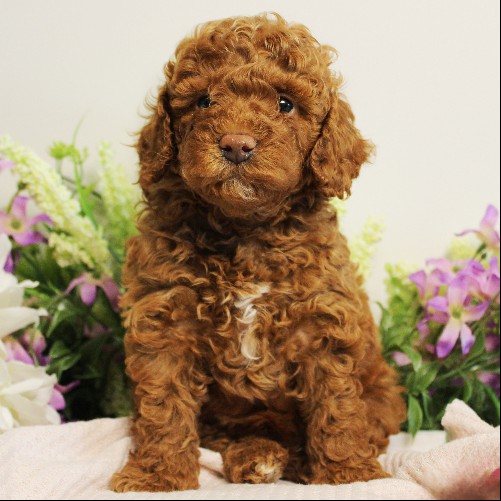 puppy, for, sale, Toy Poodle, Melvin  Fisher, dog, breeder, Coatesville, PA, dog-breeder, puppy-for-sale, forsale, nearby, find, puppyfind, locator, puppylocator, aca