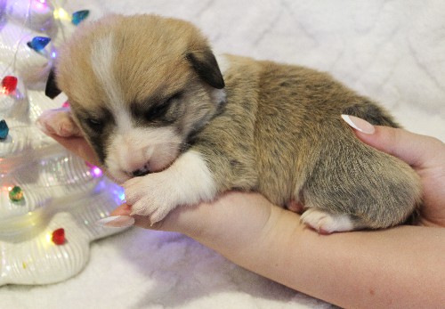 puppy, for, sale, Pembroke Welsh Corgi, Melvin  Fisher, dog, breeder, Coatesville, PA, dog-breeder, puppy-for-sale, forsale, nearby, find, puppyfind, locator, puppylocator, aca