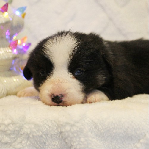 puppy, for, sale, Pembroke Welsh Corgi, Melvin  Fisher, dog, breeder, Coatesville, PA, dog-breeder, puppy-for-sale, forsale, nearby, find, puppyfind, locator, puppylocator, aca