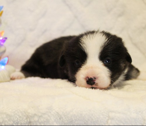 puppy, for, sale, Pembroke Welsh Corgi, Melvin  Fisher, dog, breeder, Coatesville, PA, dog-breeder, puppy-for-sale, forsale, nearby, find, puppyfind, locator, puppylocator, aca