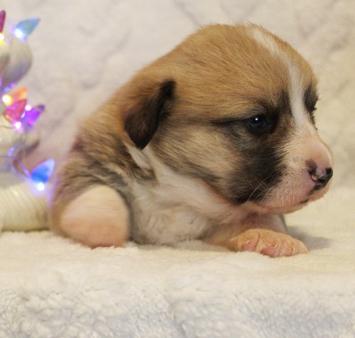 puppy, for, sale, Pembroke Welsh Corgi, Melvin  Fisher, dog, breeder, Coatesville, PA, dog-breeder, puppy-for-sale, forsale, nearby, find, puppyfind, locator, puppylocator, aca