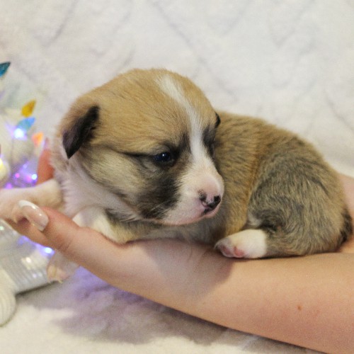 puppy, for, sale, Pembroke Welsh Corgi, Melvin  Fisher, dog, breeder, Coatesville, PA, dog-breeder, puppy-for-sale, forsale, nearby, find, puppyfind, locator, puppylocator, aca