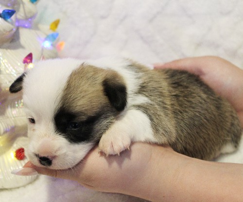 puppy, for, sale, Pembroke Welsh Corgi, Melvin  Fisher, dog, breeder, Coatesville, PA, dog-breeder, puppy-for-sale, forsale, nearby, find, puppyfind, locator, puppylocator, aca