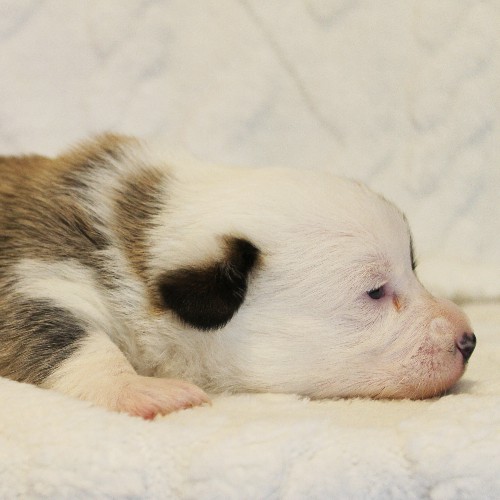 puppy, for, sale, Pembroke Welsh Corgi, Melvin  Fisher, dog, breeder, Coatesville, PA, dog-breeder, puppy-for-sale, forsale, nearby, find, puppyfind, locator, puppylocator, aca