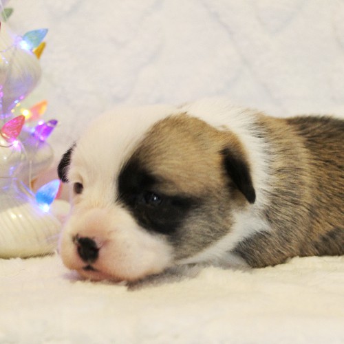 puppy, for, sale, Pembroke Welsh Corgi, Melvin  Fisher, dog, breeder, Coatesville, PA, dog-breeder, puppy-for-sale, forsale, nearby, find, puppyfind, locator, puppylocator, aca