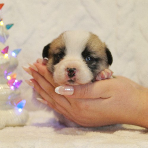 puppy, for, sale, Pembroke Welsh Corgi, Melvin  Fisher, dog, breeder, Coatesville, PA, dog-breeder, puppy-for-sale, forsale, nearby, find, puppyfind, locator, puppylocator, aca