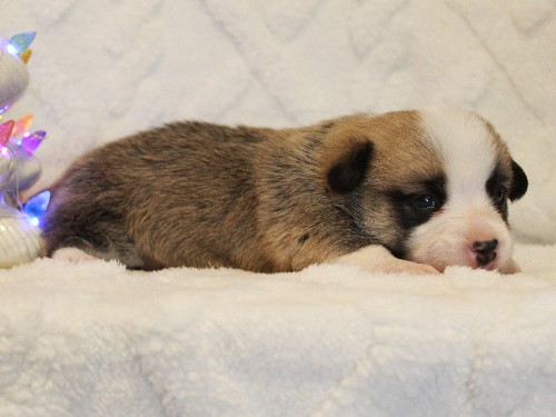 puppy, for, sale, Pembroke Welsh Corgi, Melvin  Fisher, dog, breeder, Coatesville, PA, dog-breeder, puppy-for-sale, forsale, nearby, find, puppyfind, locator, puppylocator, aca