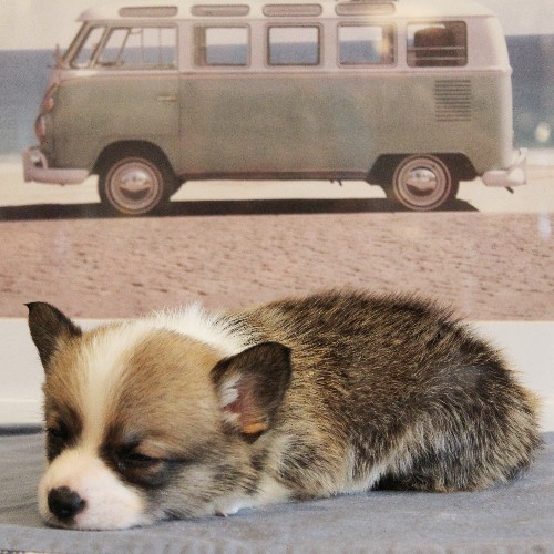 puppy, for, sale, Pembroke Welsh Corgi, Melvin  Fisher, dog, breeder, Coatesville, PA, dog-breeder, puppy-for-sale, forsale, nearby, find, puppyfind, locator, puppylocator, aca