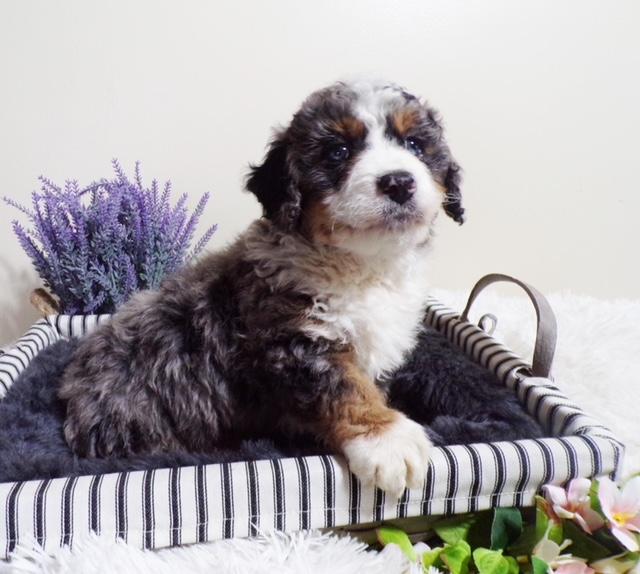 Treasured Paws Puppies Homepage