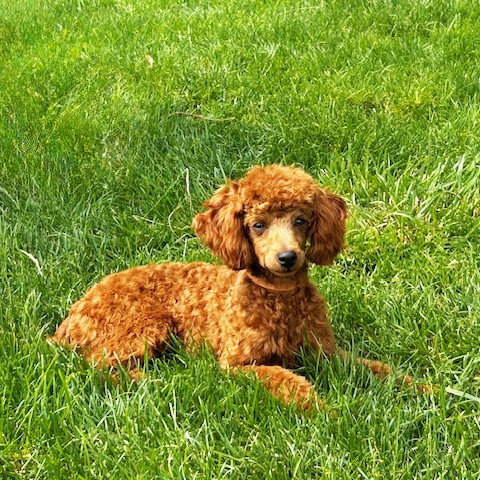 Copper